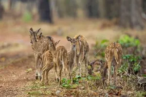 Uttarakhand Taxi Service